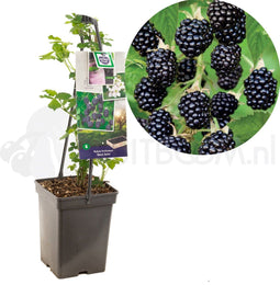 Rubus fruticosus Black Satin