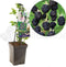 Rubus fruticosus Black Satin
