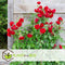Plant in a Box - Rosa Crazy in love 'Red' - set van 2 Klimplanten - Klimroos met rode bladeren - Pot 15cm - Hoogte 60-70cm