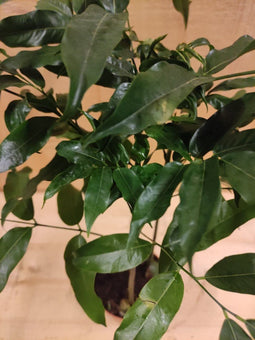 Castanospermum Australe kamerplant
