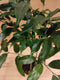 Castanospermum Australe kamerplant