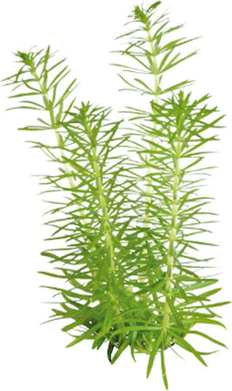 Eg pogostemon erectus nr87