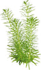 Eg pogostemon erectus nr87