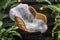 Lifa Living - Wol Vloerkleed - Grijs - 160 x 230 cm - 70% Wol en 30% Katoen - Poolhoogte 6 mm -
