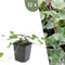 Plants by Frank | 12 Klimopplanten | Hedera helix 'Glacier' | Winterharde bodembedekker planten | tuinplanten | Winterharde vaste planten meerjarig | Winterharde tuinplanten