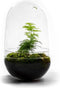Growing Concepts DIY Duurzaam Ecosysteem Egg Large - Planten - Asparagus - H30xØ18cm