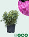 Rhododendron Roseum elegans | Rhododendron 'Roseum elegans' | Bomenbezorgd.nl