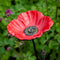 Buzzy Bird Gift Feeder Stake Papaver