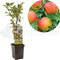 Malus domestica Delcorf | oranjerode handappel | patio