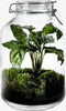 Growing Concepts DIY Duurzaam Ecosysteem Weckpot 5L - Planten - Calathea - H28xØ18cm
