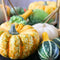 Echte pompoen Giftbox XL | ca. 8 stuks | 3-7 cm Ø | herfstdecoratie | Halloween