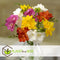 Plant in a Box - Freesia Double Mix - x40 Bloembollen - Zomerbloeiende bloembollen voor tuin, terras of balkon.