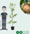 Walnotenboom 'Buccaneer' | Juglans regia 'Buccaneer' 1-3 cm | Bomenbezorgd.nl