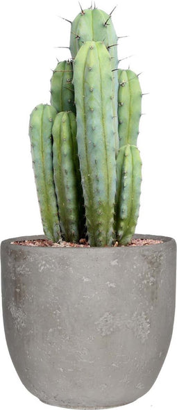 Myrtillocactus in Mica sierpot Jimmy (lichtgrijs) ↨ 50cm - hoge kwaliteit planten