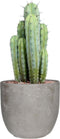Myrtillocactus in Mica sierpot Jimmy (lichtgrijs) ↨ 50cm - hoge kwaliteit planten