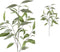 PTMD Leaves Plant Eucalyptus Kunsttak - 53 x 38 x 95 cm - Groen/Grijs