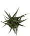 Sanseveria - Fachjan - Groene Plant- Hoogte 30 cm