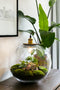 Growing Concepts DIY Duurzaam Ecosysteem Demeter lamp - H38xØ37cm