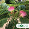 Perzische slaapboom Albizia julibrissin h 212,5 cm st. omtrek 7 cm