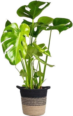 Goed & Groen - Monstera Deliciosa in plantenmand Sumatra -↨ 70cm - Potmaat 19 - Kwaliteit Planten - Kamer Plant - Kamerplanten - Sfeer