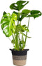 Goed & Groen - Monstera Deliciosa in plantenmand Sumatra -↨ 70cm - Potmaat 19 - Kwaliteit Planten - Kamer Plant - Kamerplanten - Sfeer