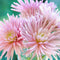 Plant in a Box - Dahlia Cactus - Dahlia bollen - 5 mix - Kleurrijke mix van verschillende opvallende dahlia bloemen - Zomerbloeier - Dahlia bollenmix