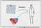 Whiteboard 45x60cm Magnetisch Lega Universal+