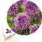 Plant in a Box - Dahlia 'Marble Ball' - set van 3 - zomerbloeiers - dahliaknollen - tuinbloemen - Paars