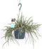 Goed & Groen - Rhipsalis baccifera horrida - ↨ 30cm - Potmaat 17 - Exclusieve Kwaliteit Planten - Kamer Plant - Kamerplanten - Sfeer - Interieur