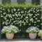 Plant in a Box - Mandeville 'Rio White' - Dipladenia - Bloeiende tuinplant - Klimplant - Terras- en balkon plant - Pot 17cm - Hoogte 60-70cm