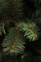 Triumph Tree Franse kunstkerstboom rochdale maat in cm: 215x132 groen