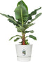 Bananenplant in Elho® Greenville pot – ↨ 80 cm – ⌀ 24 cm