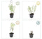 Plants by Frank | 48 kattenkruid planten | Nepeta 'Walker's Low' | Winterharde bodembedekker planten | tuinplanten | Winterharde vaste planten meerjarig | Winterharde tuinplanten