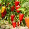 Peperzaden en Paprikazaden Pakket - 14 Soorten - Groentezaden - Peper Zaden - Paprika Zaden - Jalapeno Zaden - Moestuinzaden - Groentezaden Moestuin - Organifer