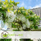 Plant in a Box - Wisteria floribunda 'Longissima Alba' - Japanse blauwe regen - Witbloeiende sierplant - Klimmer - Pot 15cm - Hoogte 60-70cm