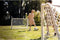 EXIT Scala - Aluminium Voetbaldoel 120x80cm - Weerbestendig - Wit