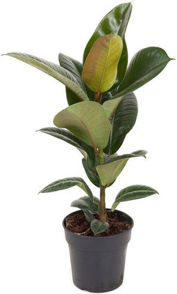 Ficus elastica 'Robusta' ↨ 70cm - hoge kwaliteit planten