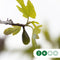 Vijgenboom 20/25 cm Ficus carica 162,5 cm