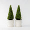 Plant in a Box - Ilex crenata 'Piramide' - Japanse hulst - set van 2 - Tuinplant - Potplant - ⌀21 cm - Hoogte 55-65 cm