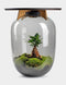Terrarium | Eiken Tafel | Bonsai plant | Grijs glas | ↑55cm -Ø35cm