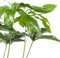 Philodendron Green Wonder