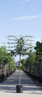Spaanse aak als leiboom - Acer campestre 180 cm stamhoogte (8 - 12 cm stamomtrek)