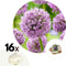 Plant in a Box - Allium Gladiator - 16x Sierui bloembollen - Reuzenbloeiende Sierui - Winterhard voor Tuin, Terras of Balkon
