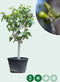 Vijgenboom 25/30 cm Ficus Carica 275 cm