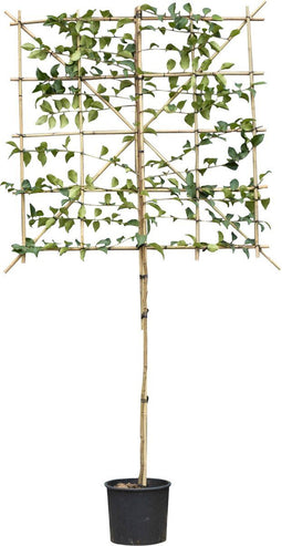 Portugese laurier 'Tico' leiboom 120 cm | Prunus lus. 'Tico' 3-6 cm 120 cm| Bomenbezorgd.nl