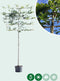 Groene leibeuk 150 cm | Fagus sylvatica 8-12 cm 150 cm| Bomenbezorgd.nl