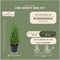 Plants by Frank | Geurende Rozemarijn struik | 15 cm Ø | 40-50 cm ↨ | Rozemarijn plant | Winterharde Tuinplant | Geurhaag | planten | Rosmarinus officinalis