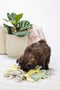 Beeztees Puppy Sniffy Snuffelmat - Snuffelmat - Mentale stimulatie - 22x22x4 cm