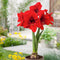 Plant in a Box - Amaryllis - Set van 2 - Hippeastrum - Bloembollen - Rode bloemen