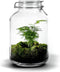 Growing Concepts DIY Duurzaam Ecosysteem Weckpot 5L - Planten - Calathea - H28xØ18cm